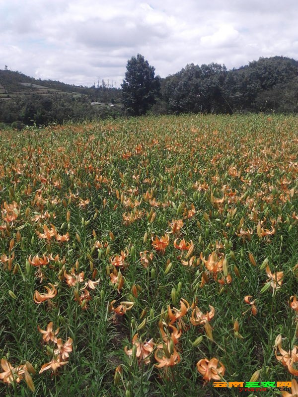 百合花