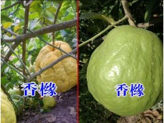 |廣西香櫞繁育基地|云南香櫞別名（拘櫞,枸櫞子 蕓香科)|圖2