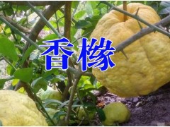 |廣西香櫞繁育基地|云南香櫞別名（拘櫞,枸櫞子 蕓香科)|圖3