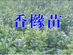 香櫞苗哪里出售|香櫞苗多少錢一株_廠家批發(fā)圖1