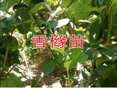 香櫞_香櫞片_香櫞苗_云南香櫞樹苗價(jià)格營(yíng)養(yǎng)袋苗每株7元圖3