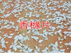 云南香櫞散苗_永平香櫞價格信息_香櫞營養(yǎng)袋苗銷售價格圖2