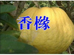 云南香櫞散苗_永平香櫞價格信息_香櫞營養(yǎng)袋苗銷售價格圖3