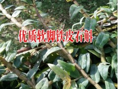 優(yōu)質(zhì)粗條鐵皮石斛鮮條087164183683圖3