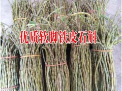 貴州鐵皮石斛 種植銷售價格|  云南鐵皮石斛圖1