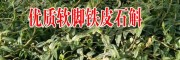 云南鐵皮石斛種植戶|四川軟腳鐵皮石斛|