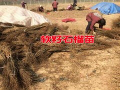 軟籽石榴苗_大理鶴慶哪里有軟籽石榴苗_軟籽石榴苗供貨商圖2