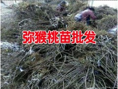 今年板栗樹苗_板栗樹苗_云南大理哪里有板栗樹苗批發(fā)圖3