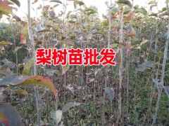 梨樹苗_今年梨樹苗_云南紅河哪里有梨樹苗批發(fā)圖3