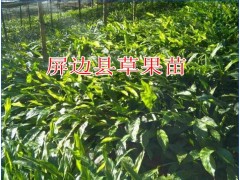 臨滄哪里有草果苗銷售_兩年草果小苗|草果苗繁育基地|草果苗|圖2