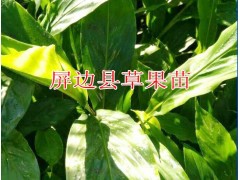 |草果苗廠家|屏邊縣白云鄉(xiāng)草果基地信息聯(lián)系圖2