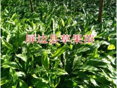 云南草果苗批發(fā)在哪里|紅河草果苗圖片|適合紅河種植的草果苗圖3