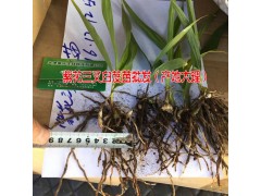 大理哪里有紫花三叉大白芨小苗圖2