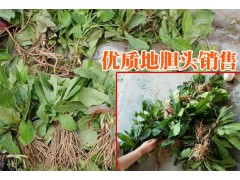 |雙柏云南地膽頭網|云南山白芷根供求信息|圖3