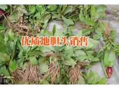 云南山白芷根哪里有銷售%云南山白芷根中藥材行情報(bào)價(jià)（產(chǎn)地）圖1