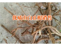 山白芷根/ 地膽頭/余甘子中藥材的產(chǎn)地信息圖2