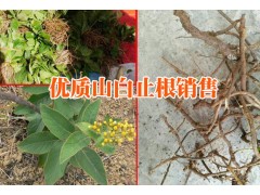 山白芷根/ 地膽頭/余甘子中藥材的產(chǎn)地信息圖3