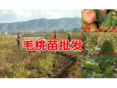 云南毛桃產地|毛桃苗產地|廣西毛桃苗|四川毛桃苗怎么樣?圖2