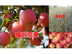 蘋果樹苗新品種(嘎啦蘋果樹苗)曲靖嘎啦蘋果樹苗哪里有?圖3