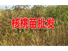 今日比較新核桃苗價格&云南核桃苗低價%九州苗圃圖2