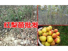 比較甜的全紅梨新品種&稀世紅梨苗的價(jià)是多少?圖2