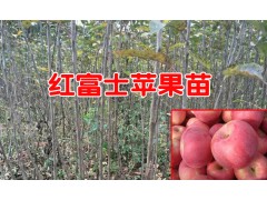 蘋果樹苗新品種2017&紅富士蘋果的市場(chǎng)價(jià)圖2