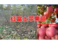 蘋果樹苗新品種2017&紅富士蘋果的市場(chǎng)價(jià)圖3