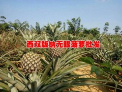 今年菠蘿價格|云南無眼菠蘿|無眼菠蘿基地信息|圖2