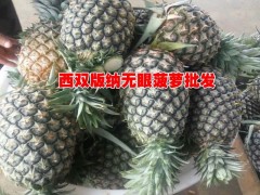 低價(jià)格無眼菠蘿基地信息|廣西無眼菠蘿信息|菠蘿新品種|圖3