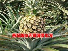 昆明附近菠蘿價格行情@（無眼菠蘿）銷售市場報價圖3