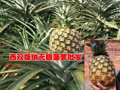 無(wú)眼菠蘿(沙拉瓦)種植戶|低價(jià)格無(wú)眼菠蘿基地信息圖3