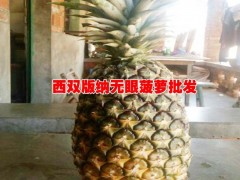 |菠蘿品種|今年菠蘿價格|云南無眼菠蘿|無眼菠蘿信息|圖2