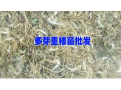 草烏的市場(chǎng)價(jià)格·@云南小草烏收購(gòu)地址圖2