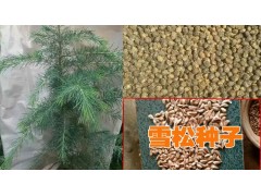 雪松小苗_昆明雪松小苗網(wǎng)_2017雪松小苗供應(yīng)商報(bào)價(jià)圖2