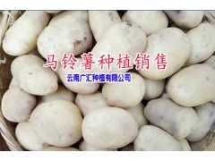 |云南優(yōu)質洋芋 |今日馬鈴薯平均價格|圖1