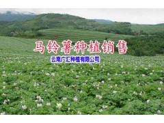 |云南優(yōu)質洋芋 |今日馬鈴薯平均價格|圖2