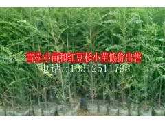 新雪松小苗和紅豆杉小苗低價(jià)出售信息*昆明雪松袋苗價(jià)格圖2