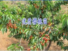 昭通附近哪里有櫻桃小苗|紅河周邊適合做櫻桃樹苗@櫻桃種植技術圖3