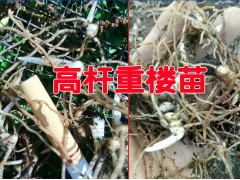 云南高桿滇重樓品種哪里有種子賣@新滇重樓(高桿品種)銷售行情圖2