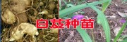 白芨小苗哪里有賣(mài)?