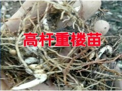 今年重樓種苗行情_新滇潤重樓小苗銷售行情價格圖2