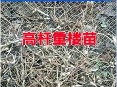 今年重樓種苗行情_新滇潤重樓小苗銷售行情價格圖3