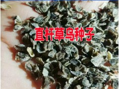 產(chǎn)區(qū)草烏種子多少錢一斤@新紫草烏(黃草烏)種子種植戶圖3