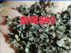 產(chǎn)區(qū)草烏種子多少錢一斤@新紫草烏(黃草烏)種子種植戶圖2