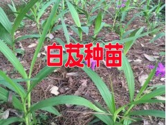 10公分以上的白芨小苗價格_圖2