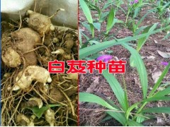 10公分以上的白芨小苗價格_圖3