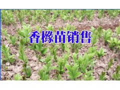 云南香櫞樹苗佳種植時間段_香櫞小苗什么時候種植?圖3