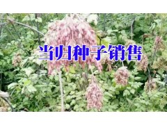 當(dāng)歸種植銷售種子?；厥?13987235380圖3