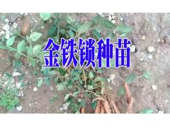 金鐵鎖種子幾年能采收@云南獨(dú)定子種子新價格420圖3