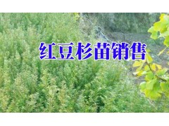 紅豆杉小苗種植技術(shù)@紅豆杉小苗哪里便宜圖1